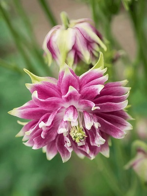 AQUILEGIA vulgaris plena Nora Barlow